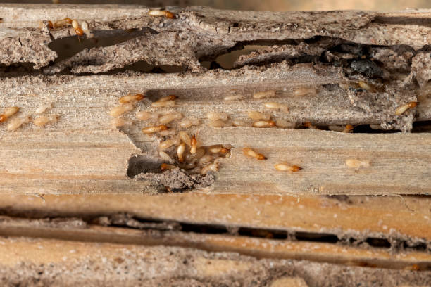 Best Wildlife Control Services  in Belmont, CA