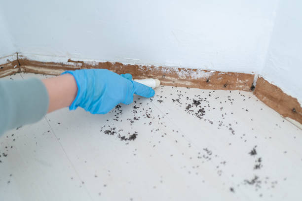 Best Rat Extermination Near Me  in Belmont, CA
